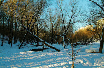 Moscow Park on a clear winter day