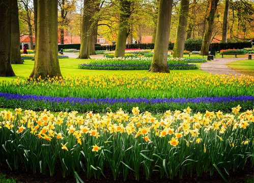 Colourful daffodils, bluebells and tulips flowers flowerbeds in an Spring Formal Garden, retro toned