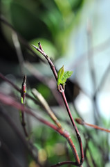 Spring on the windowsill