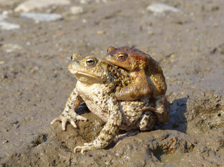 European common toad (Bufo bufo)