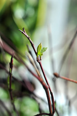 Spring on the windowsill