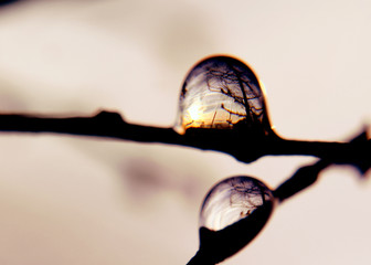 Micro Landscape