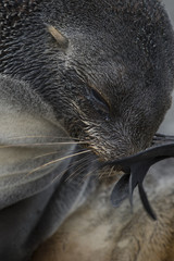 Antarctic fur seal pup close-up in grass