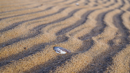 Fototapeta na wymiar The sand on the Gulf of Finland near St. Petersburg. Russia. Summer 2016