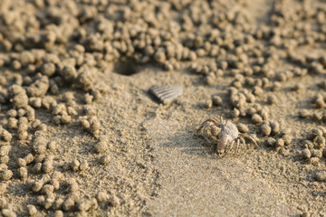 Ghost crab making sand balls on the beach. Small crab digging hole.