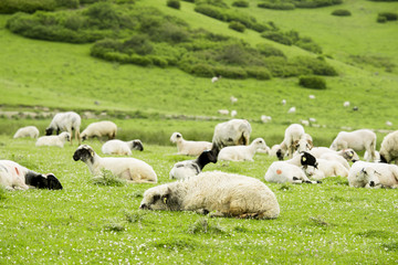Rural Summer Landscape with Sheeps in Persembe Highlands -Ordu - Turkey