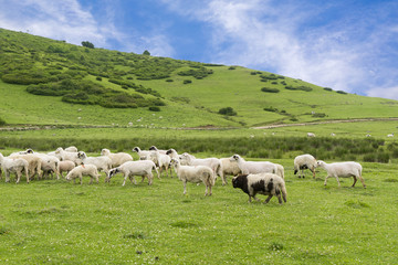 Fototapeta na wymiar Rural Summer Landscape with Sheeps in Persembe Highlands -Ordu - Turkey