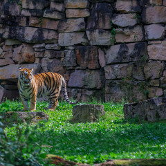 Fototapeta na wymiar Young bengal tiger walking on the grass