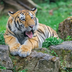 Young bengal tiger lying on the grass and shows his paws