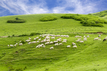 Rural Summer Landscape with Sheeps in Persembe Highlands -Ordu - Turkey