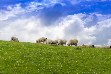 Naklejka na ściany i meble Rural Summer Landscape with Sheeps in Persembe Highlands -Ordu - Turkey