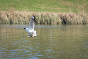Seagull in flight against grassy background