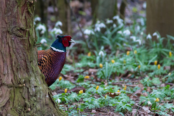 Pheasant emerging from behind tree