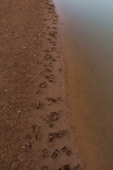 Sheep footprints