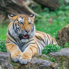 Young bengal tiger lying on the grass and shows his paws