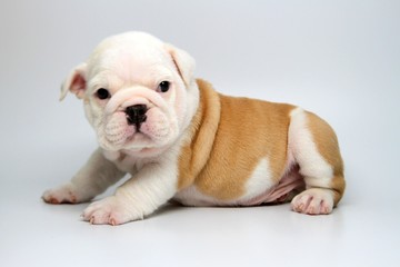 English Bulldog puppy