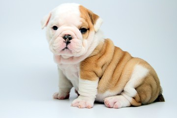 English Bulldog puppy