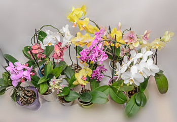 Many types of colored orchid  branch flowers, flowerpots and vases, isolated on white background