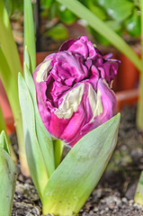Flaming parrot tulip violet and white flower, close up