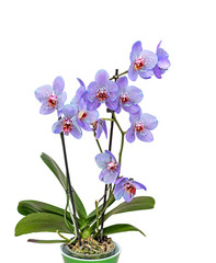 Fototapeta na wymiar Mauve violet with red spots orchid close up branch flowers, green flowerpot isolated on white background
