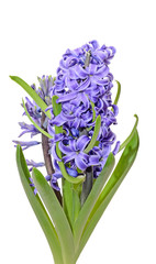 Mauve blue Hyacinthus orientalis, garden hyacinth flowers, bulbs, white background