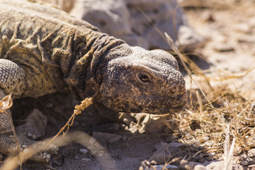 Closeup of spiny tailed lizard