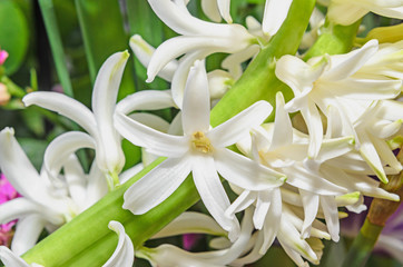 White Hyacinthus orientalis macro flowers, garden hyacinth bulbs, bokeh background
