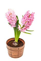 Naklejka na ściany i meble Pink Hyacinthus orientalis flowers in a brown vintage flowerpot, garden hyacinth isolated on white background