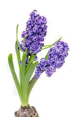 Obraz premium Two branch blue mauve Hyacinthus orientalis flowers, garden hyacinth isolated on white background