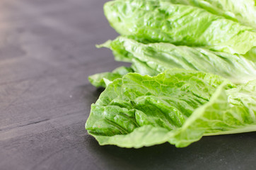 Chinese cabbage on black background