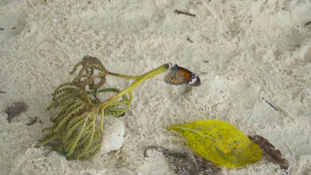 Monarch butterfly on sandy beach