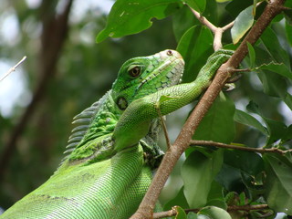 iguana in a tree