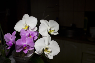Orhid flowers