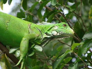 iguana in a tree