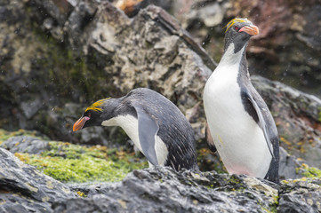 Rockhopper penguins one beaach