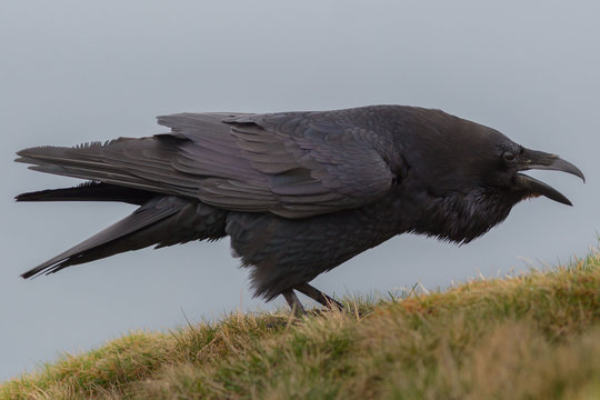 territorial crow