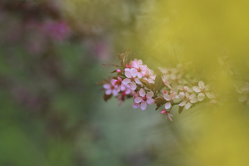 Barwy wiosny