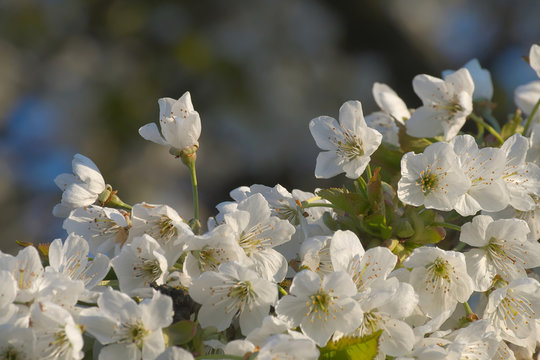 Fototapeta Kwiaty wiśni