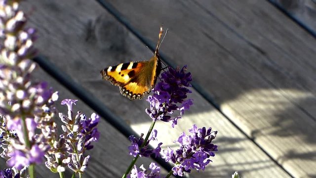 Small tortoiseshell butterfly getting nectar from lavender flowers.
