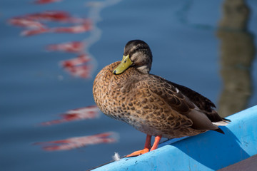 duck on the side of a fishing boat