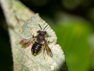 European wool carder bee - Anthidium manicatum - on Lambs ears - Stachys byzantina
