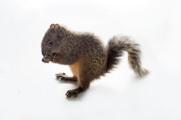 Squirrel isolated