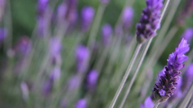 Set of flowers of lavender plants.  Slider moving image.