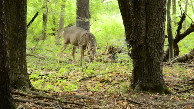 Whitetail Deer Buck In Velvet