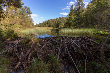 beaver dam in the forest