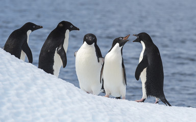 Adelie Penguin jump