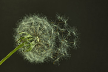 Mature dandelion with seeds