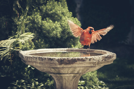 Cardinal perching on birdbath at park