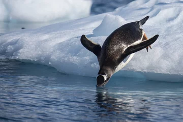 Keuken foto achterwand Pinguïn Gentoo Penguin sprong in het water