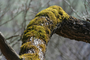 awakening beech forest in spring